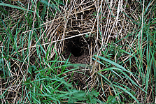 water vole nest identified during the native species survey at Shepreth Wildlife Park