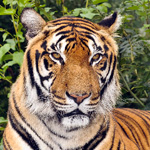 A magnificent tiger - without wildlife conservation many species will become extinct