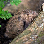 a hedgehog in the wild by a tree root