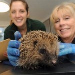 hedgehog hospital staff weighing a hedgehog at Shepreth