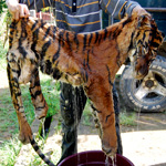man holding a tiger skin